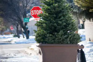 Fairfield County Dumpster Rental Fairfield, CT - How to Dispose of your Christmas Tree